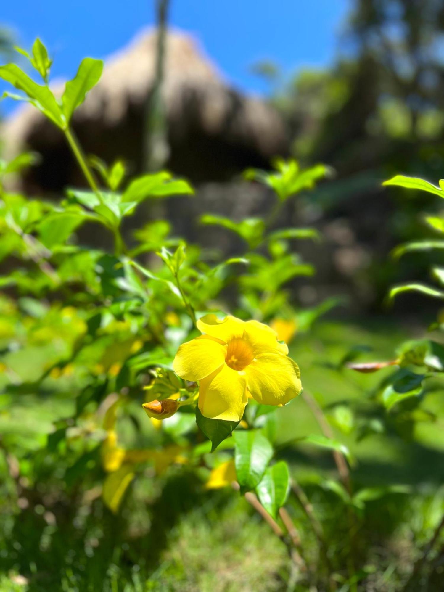 Zirwa Hotel Boutique - Dentro Del Parque Tayrona Ел Заино Екстериор снимка